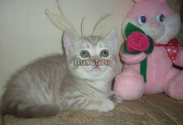 Котенок скотиш страйт Самара