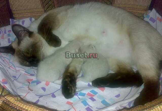 Тайские котята Великий Новгород