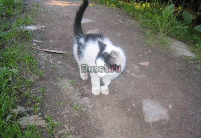 Отдам котят в хорошие руки Санкт-Петербург
