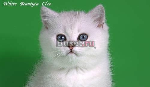 Элитные британские котята серебристые шиншиллы Воронеж