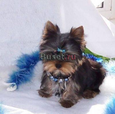Cute tiny щенков Йорки для быстрого принятия Москва
