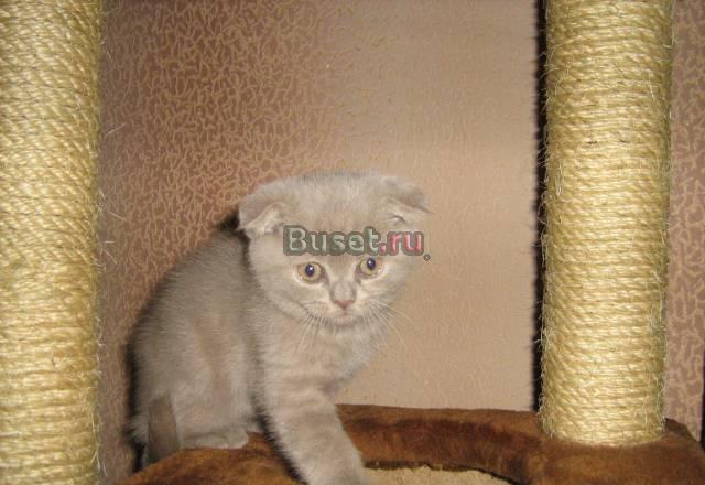 Шотландский вислоухий котик Иркутск