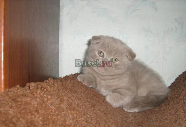 Шотландские котята Иркутск