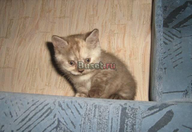 Британский котенок - плюшевое чудо Ангарск