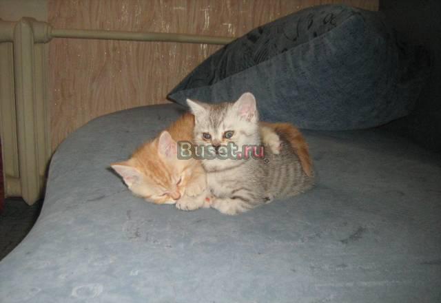 Британские котята Иркутск