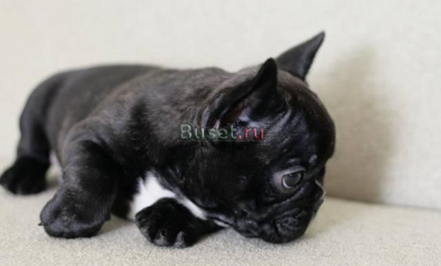 Щенок-мальчик французского бульдога Красноярск