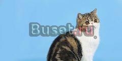 Экзотический короткошерстный котик Барнаул