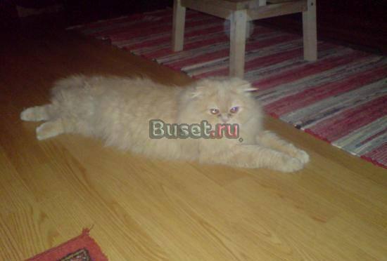 Персидский кот окрас абрикосовый 3 года приглашает невест. Москва