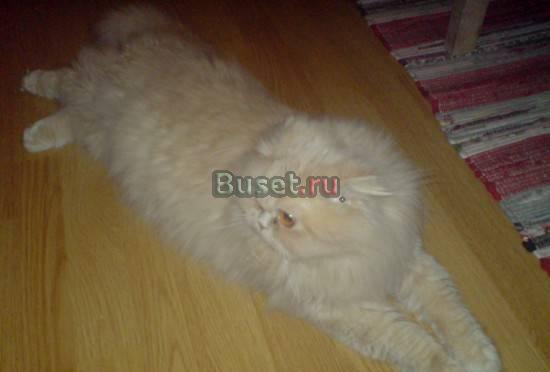 Персидский кот окрас абрикосовый 3 года приглашает невест. Москва