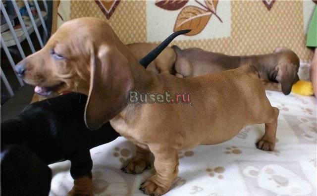 Щенки таксы гладкошерстной Москва