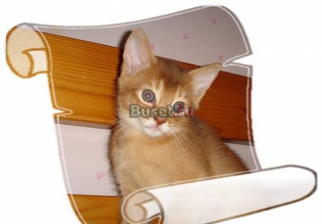 Абиссинские котята соррель и дикие Москва