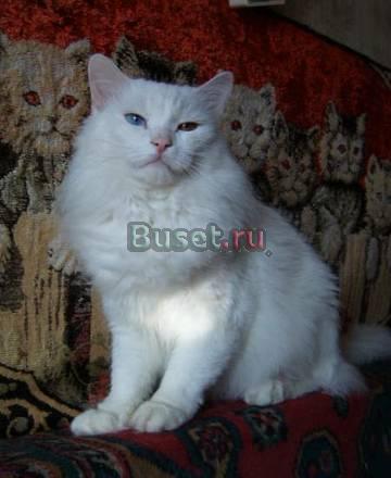 АНГОРСКИЙ БЕЛЫЙ КОТ-ЖЕНИХ Москва