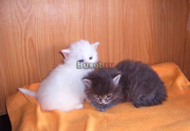 Ангорский котёнок Пиксель Москва
