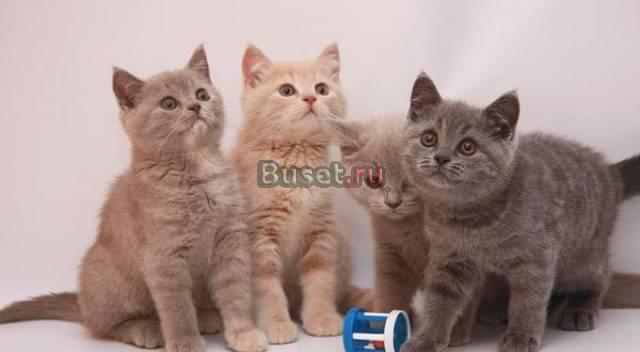 Британские и шотландские вислоухие котята Москва