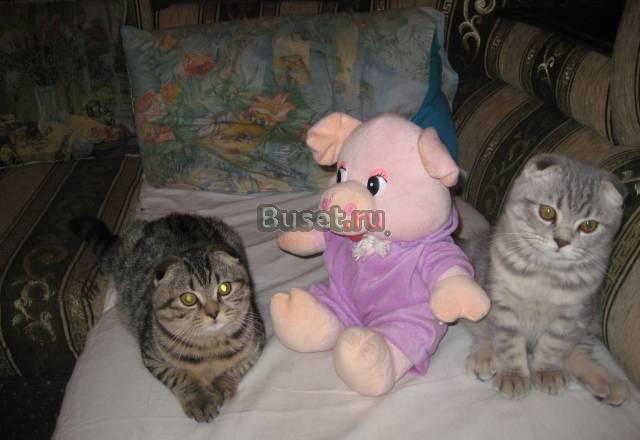 Вислоухие котики короткошерстные Москва