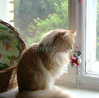 Вязкакот ищет кошечку Москва