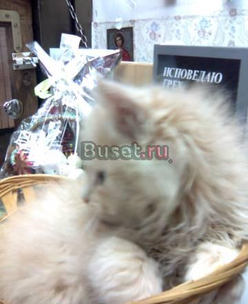 Котята Москва