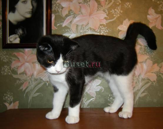 Продаю элитных британских и шотландских котят Москва