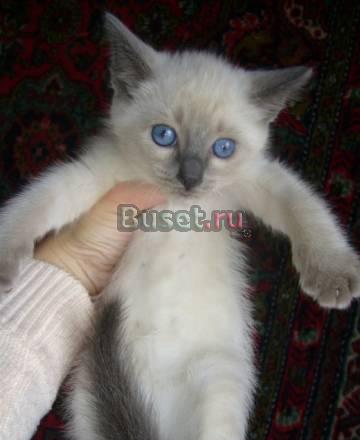 Продам кошечку Москва