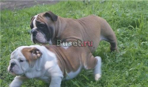 Английские бульдоги пухлячки Москва