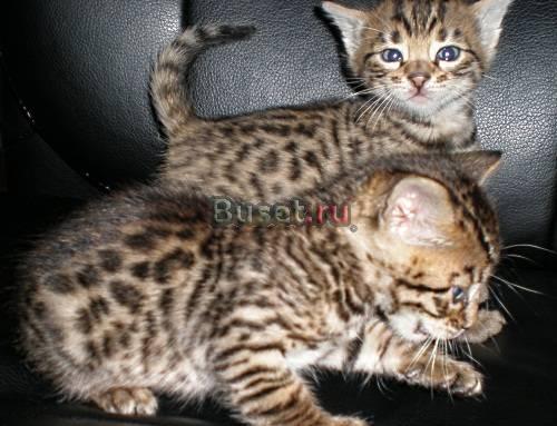 Бенгальские котята Москва
