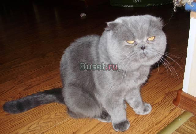 Скоттиш-фолд.вязка Санкт-Петербург