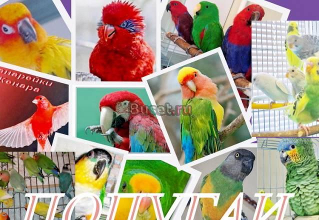 Элитные попугаи из питомника, продаю Москва