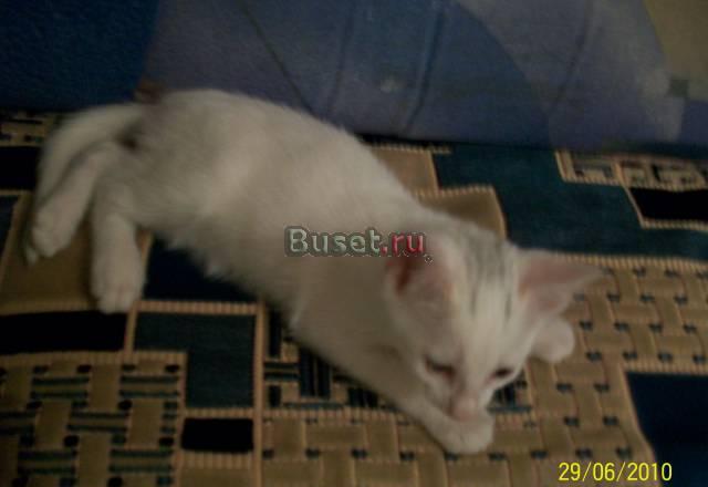 Отдам котенка в добрые руки Электросталь