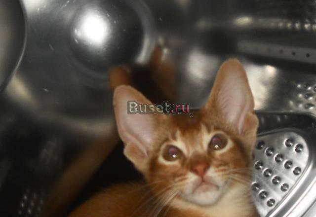 Абиссинский котик Нижний Новгород