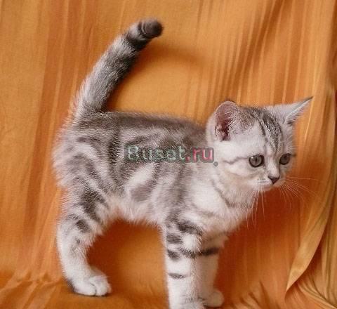Шоколадный мрамор на серебре британчик Санкт-Петербург