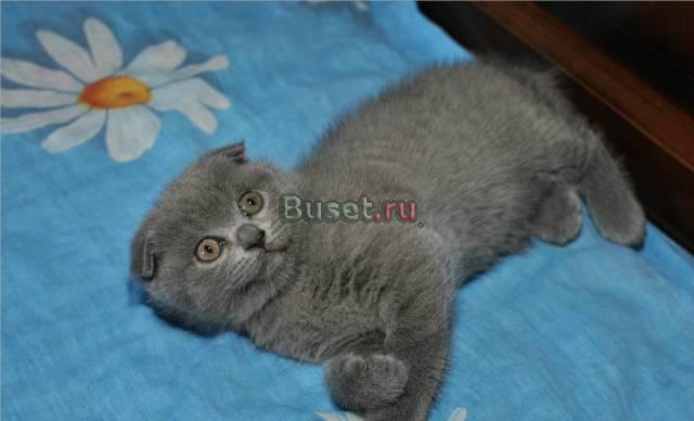 Вислоухий котенок Москва