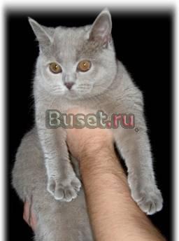 Британская подрощеная кошечка, очень ласковая Москва