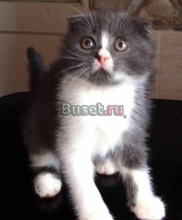 Котята шотландские вислоухие и страйты Темрюк