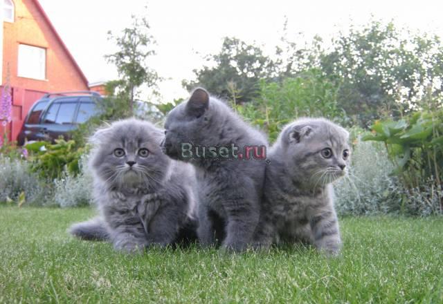 Шотландские котята Москва