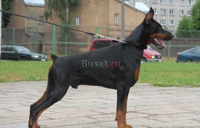 Добермана щенков продаю Москва