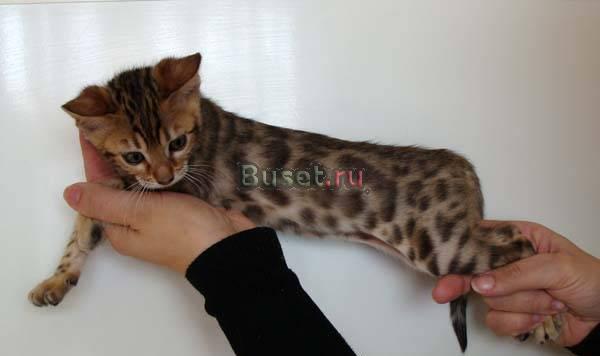 Бенгальские котята Москва