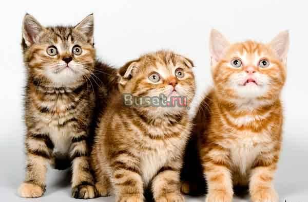 Шотландские котята,привиты,приучены Москва
