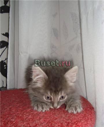 Котята 2,5 мес в добрые руки Москва