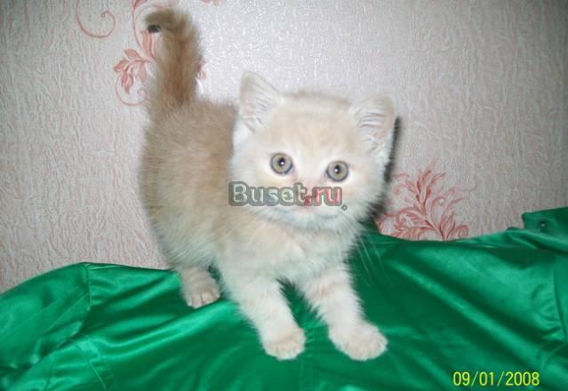Шотландские котята Москва