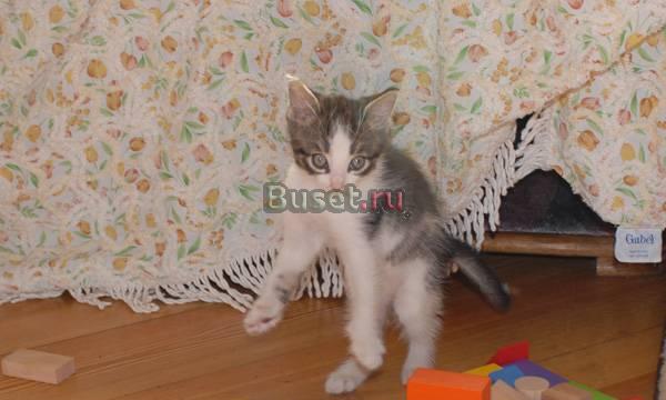 Котенок 2 мес. от домашней кошки в дар Москва