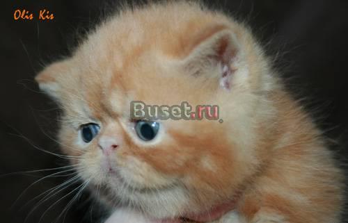 Экзотический котик Москва
