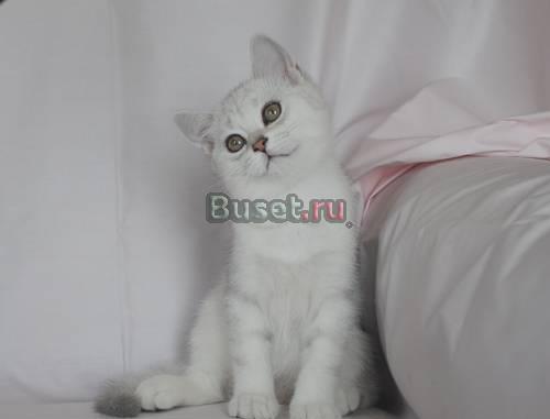 Британская серебристая кошечка (привита) Москва