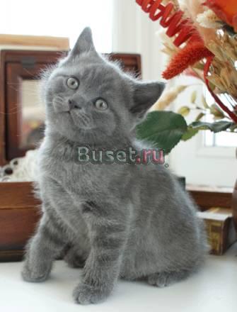 Британский котёнок Тольятти