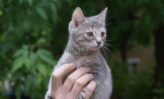 Котёнок-кошка Казань
