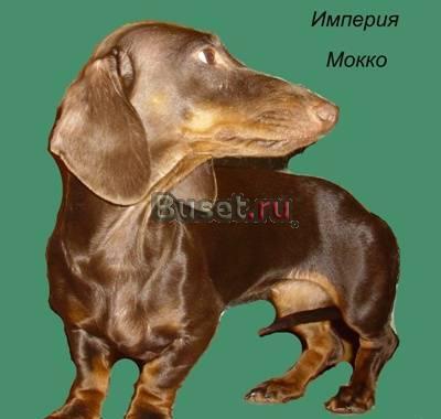 Такса стандартная г/ш подрощенная кофейная Москва