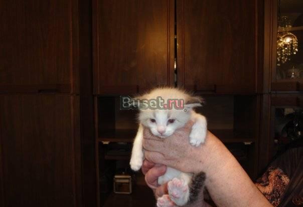 Котята в добрые руки Санкт-Петербург