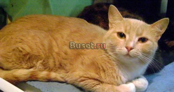 Возьмите настоящее Солнышко к себе в дом Санкт-Петербург