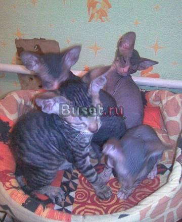 Котята породы Донской сфинкс Ярославль