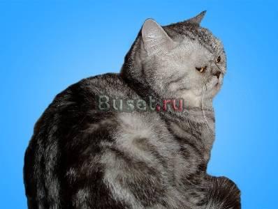 За символическую цену мраморную Британочку Москва