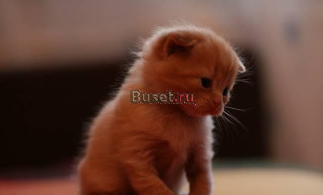 Вислоухий рыжий котенок Санкт-Петербург